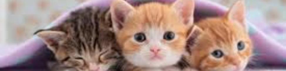 Kittens